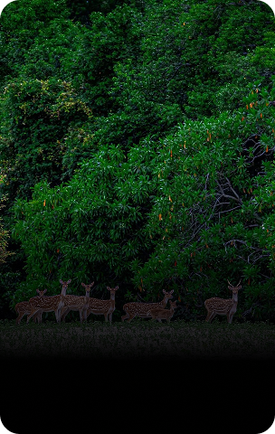 jim-corbett