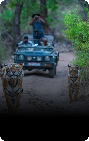 Ranthambore National Park